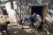 اردوی جهادی دامپزشکی استان قزوین به مناسبت هفته دفاع مقدس در روستای نارنده برگزار شد